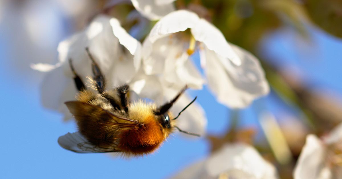 To Mark National Pollinator Week, National Academies Offer Sustainable